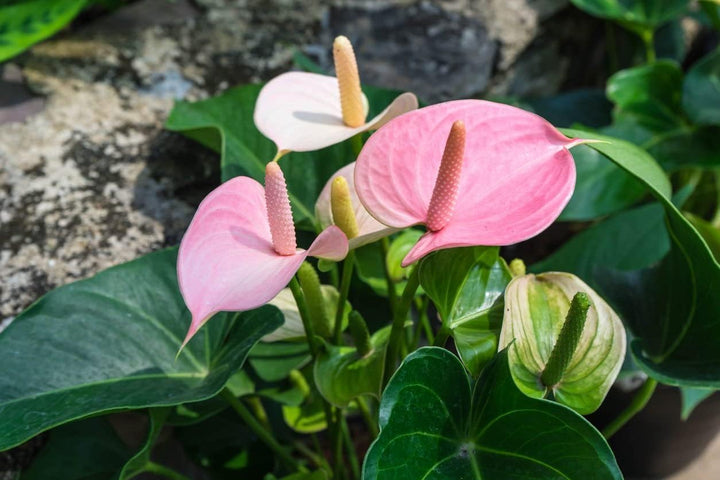 Heirloom Non-GMO Anthurium Flower Seeds for Planting – Baby Pink Exotic Beauty Blooms