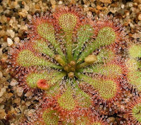 Purple sundew Drosera capensis carnivorous flower seeds for planting in indoor pots or exotic terrarium setups