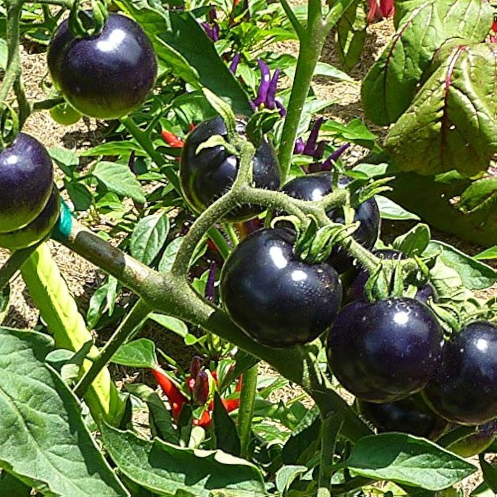Tomato Solanum lycopersicum Vegetable Seeds for Planting Very Black Rare Organic Variety in Kitchen Garden