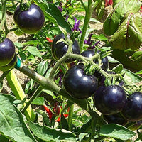 Tomato Solanum lycopersicum Vegetable Seeds for Planting Very Black Rare Organic Variety in Kitchen Garden