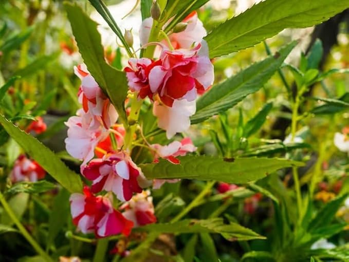 Balsam Flower Seeds for Colorful Gardens - 100 pcs