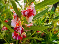 Balsam Flower Seeds for Colorful Gardens - 100 pcs