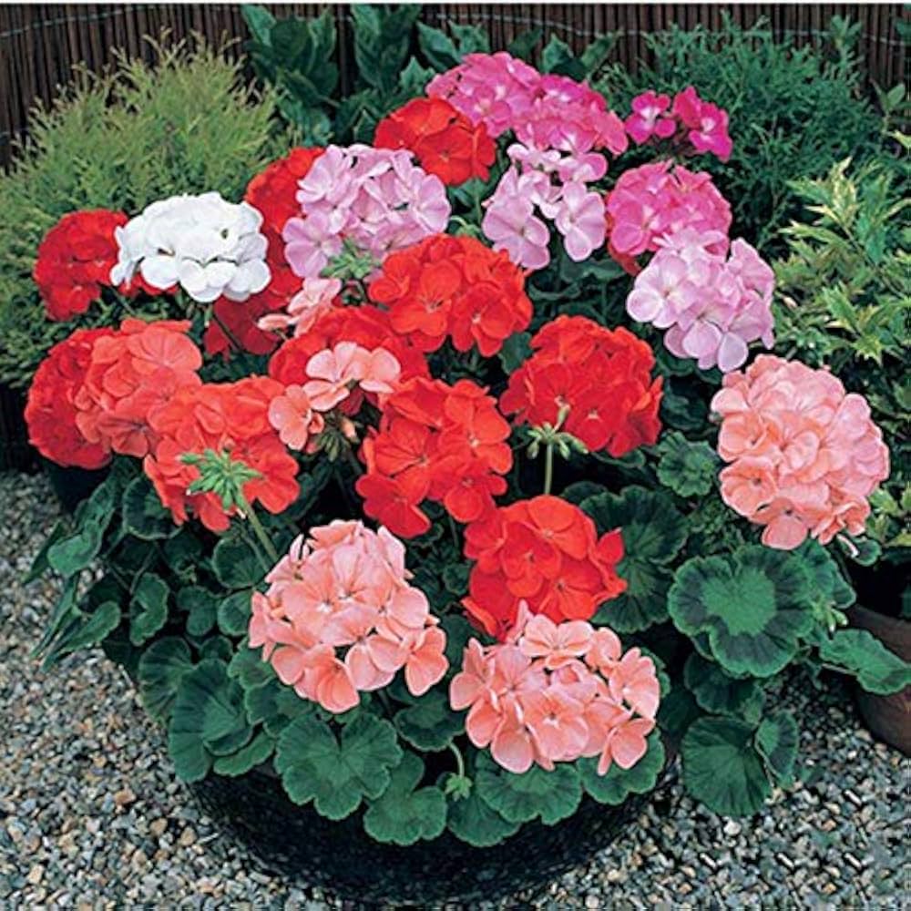 Geranium Pelargonium Perennial Flower - for planting in home garden