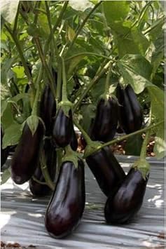 Black Aubergine Seeds for Planting heirloom & Non-GMO Seeds