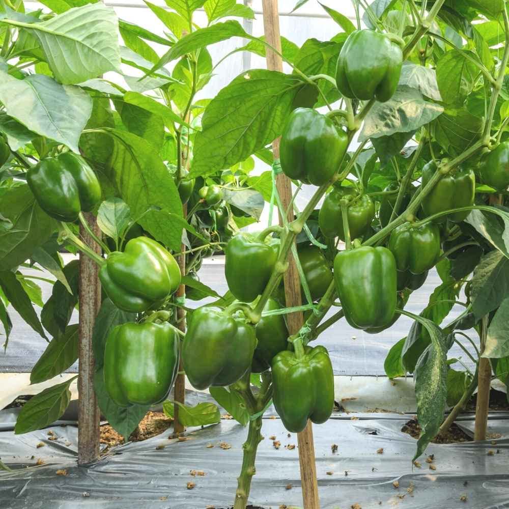 Concho (Pepper) for planting in garden