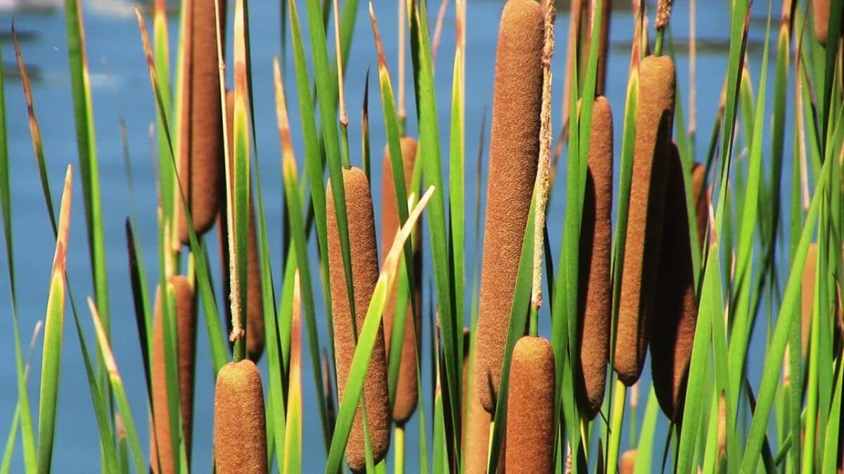 Cattail Plant Seeds Heirloom Non GMO Planting - 100 for planting in home garden
