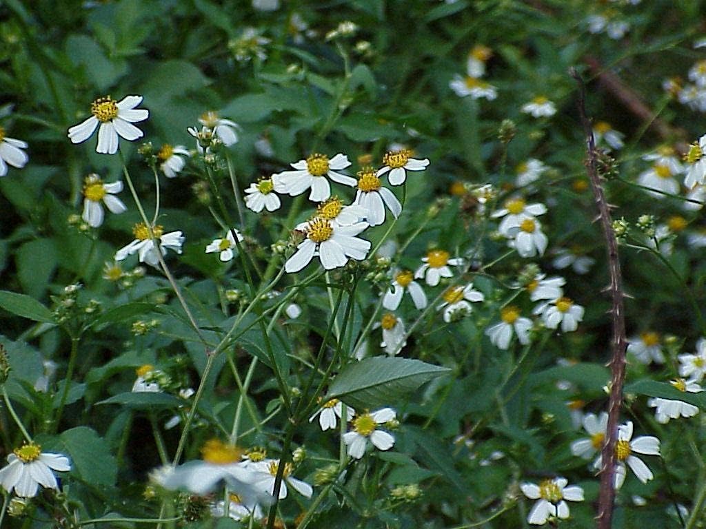 Spanish Needles Flower Seeds – Heirloom Non-GMO Seeds for Garden Planting - Needles for planting in home garden