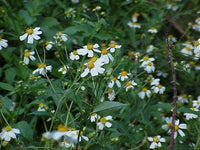 Spanish Needles Flower Seeds – Heirloom Non-GMO Seeds for Garden Planting - Needles for planting in home garden