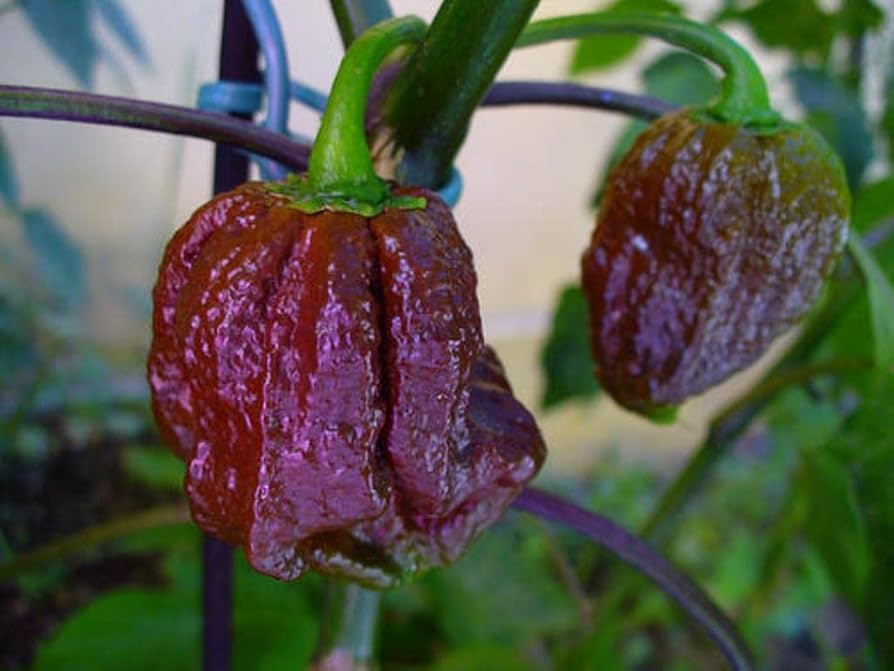 Trinidad 7 Pot Douglah chocolate chili seeds for growing rare hot pepper varieties