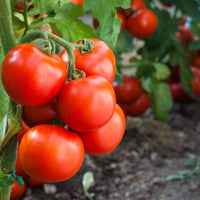 Druzba (tomato) for planting in garden