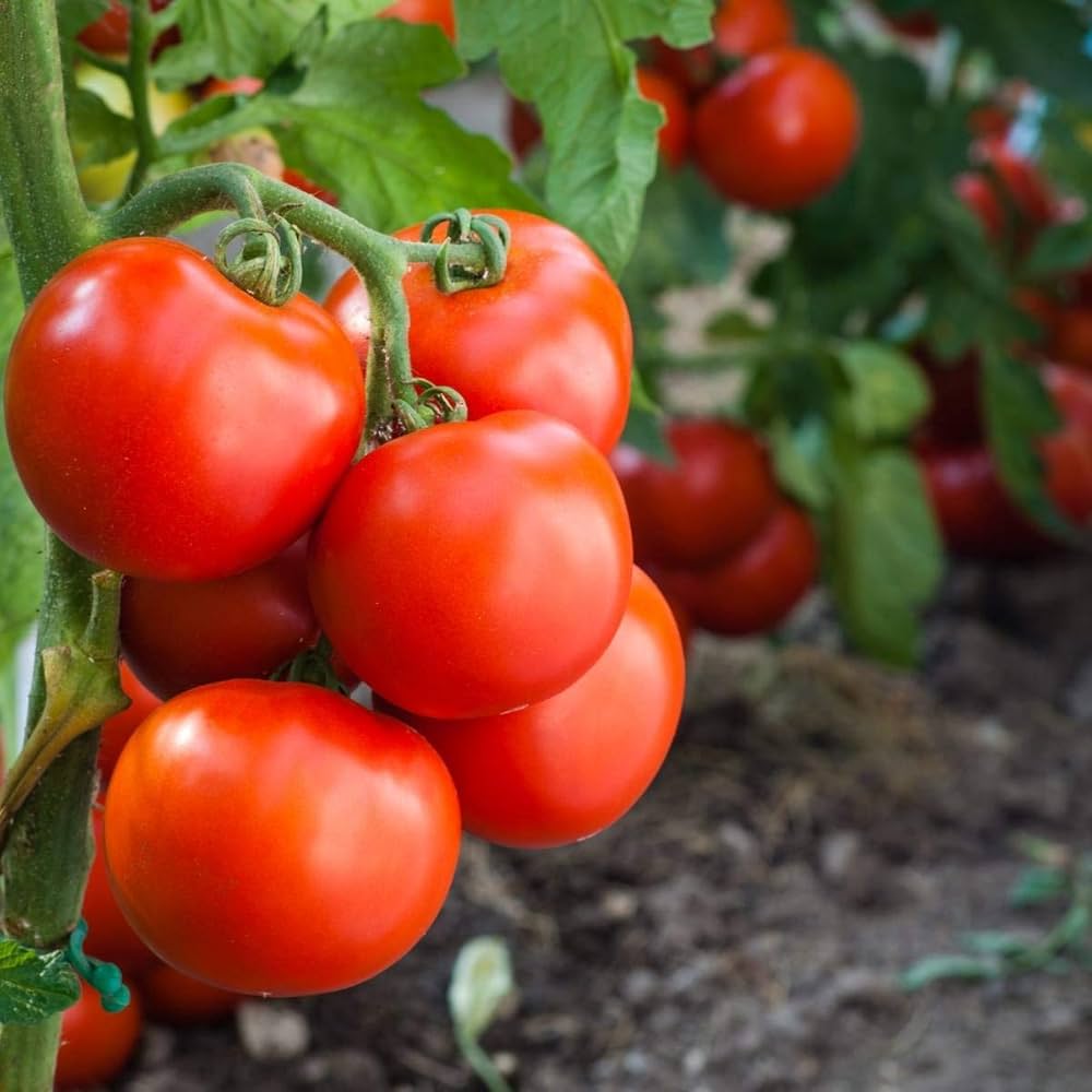 Druzba (tomato) for planting in garden