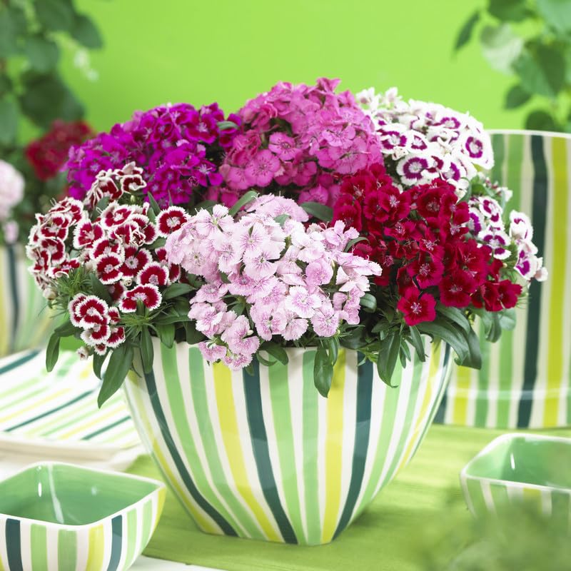 Rainbow Dianthus Barbatus seeds sprouting vibrant, multicolor fringed flowers ideal for decorative pots and colorful garden beds