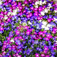 Lobelia Mixed Colors Perennial Flower Seeds for Garden