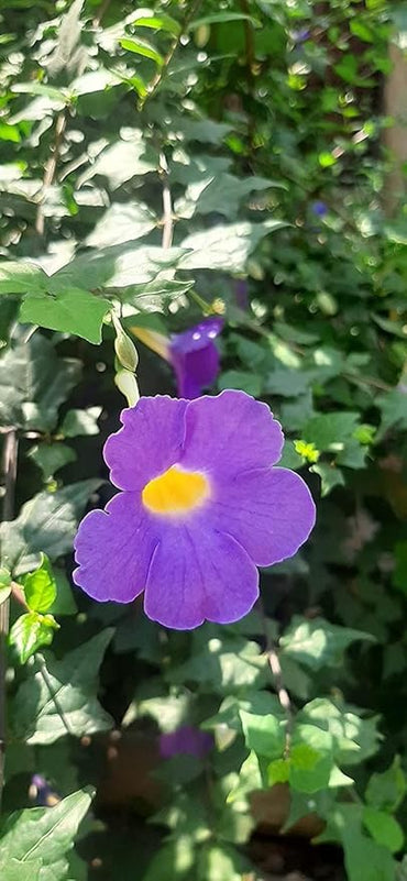 Heirloom Non-GMO Allamanda Flower Seeds for Planting – Tropical Climbing Vine Seeds