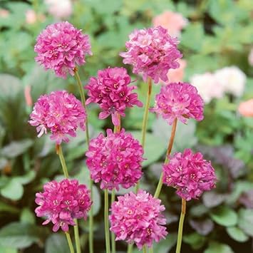 Heirloom Maritima Flower Seeds, Non-GMO Coastal Blooms for Hardy Garden and Rockery Planting