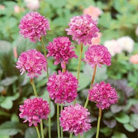 Heirloom Maritima Flower Seeds, Non-GMO Coastal Blooms for Hardy Garden and Rockery Planting