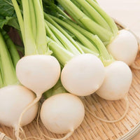 Hakurei – Turnip Seed