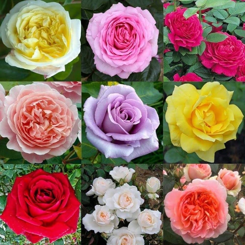 Mini Rose Mixed Colors Perennial Flower - for planting in home garden