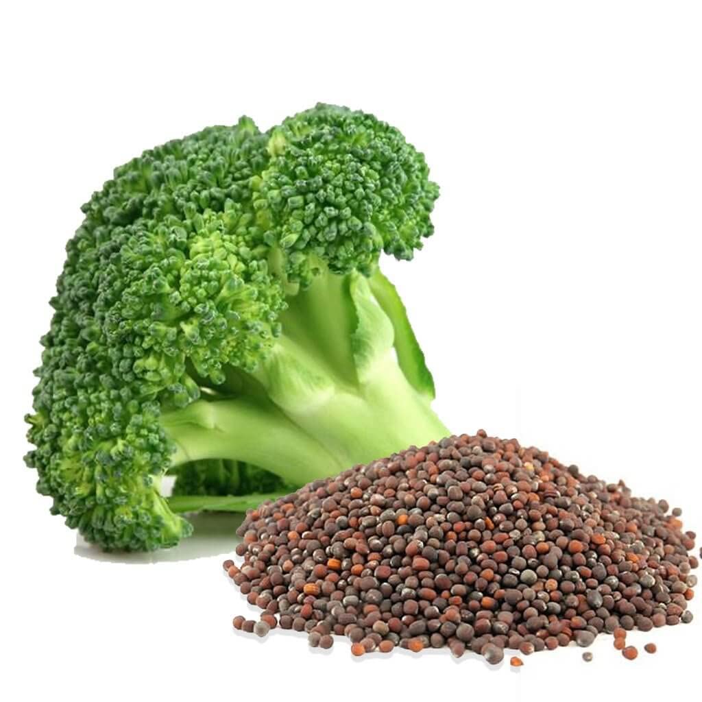 Broccoli (‘Kaiser’ vegetable) for planting in garden