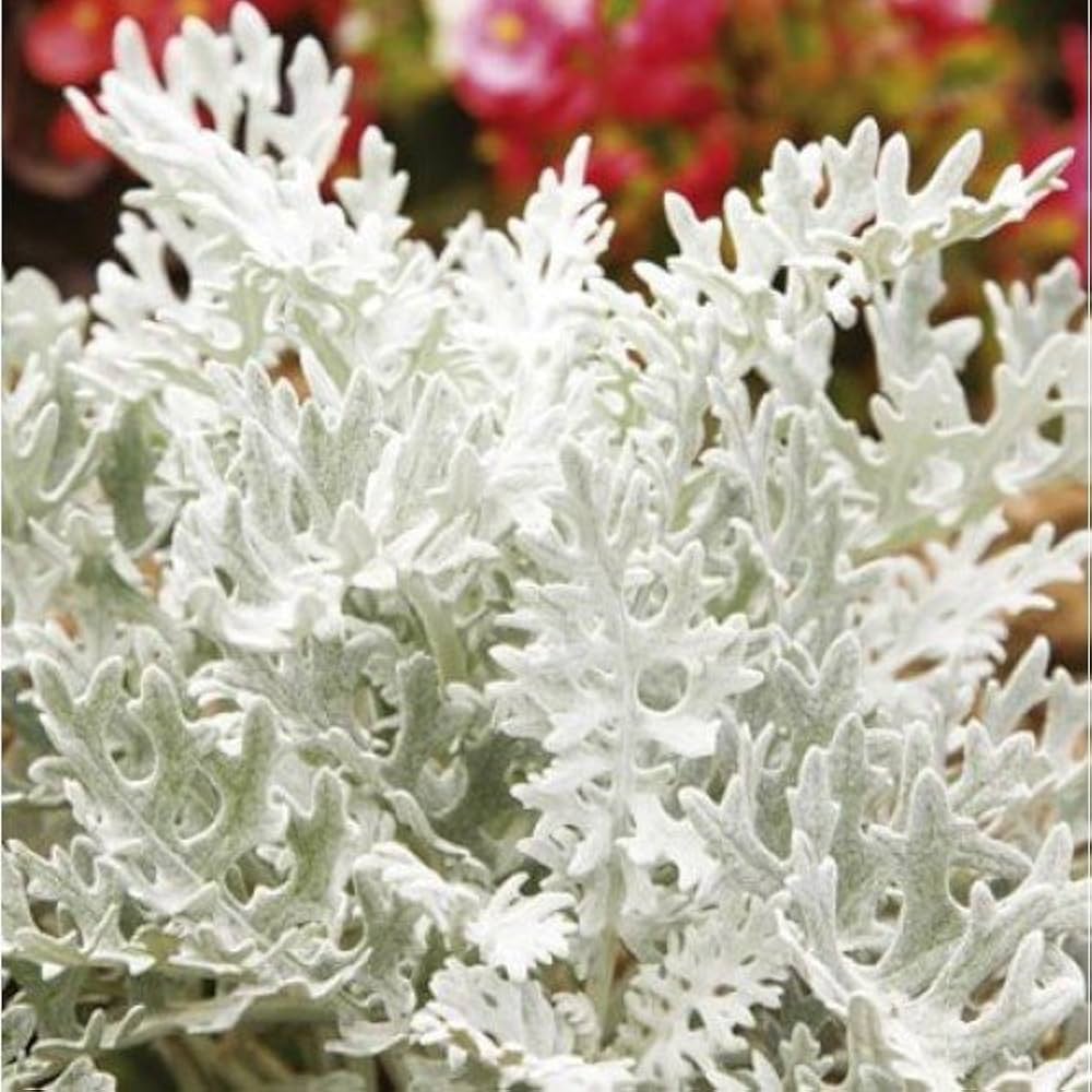 Dusty Miller flower plant grown from seeds with soft, silvery-gray foliage and delicate texture