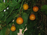 Passiflora Alata Fruit Seeds for Planting - Growing Exquisite Passion Fruits , GMO Free Seeds