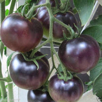 Very black rare tomato plant grown from organic seeds with deep, almost black fruits