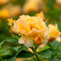 Orange Freedom Rose