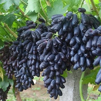 Finger Grapefruit Seed - Non-GMO, High-Quality Citrus for Backyard Gardens