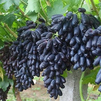 Finger Grapefruit Seed - Non-GMO, High-Quality Citrus for Backyard Gardens