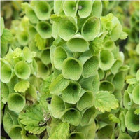 Heirloom Non-GMO Bells of Ireland Plant Seeds for Planting – Unique Green Spire-Shaped Garden Blooms