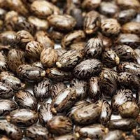 Castor Bean Plant Seeds for Planting – Non-GMO, Heirloom Seeds for Garden