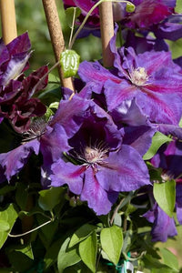 Clematis Florida Thunb Violet Climbing Flower Seeds
