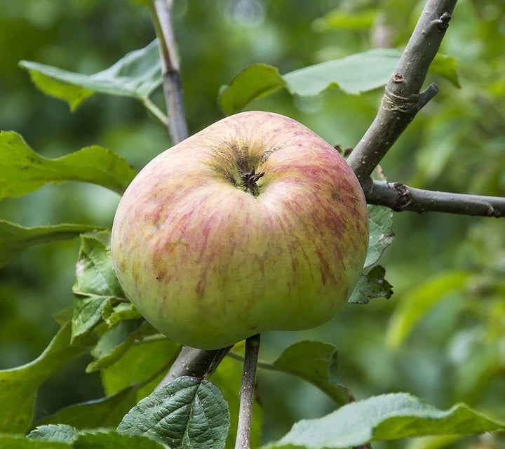 Pink and Green Apple Fruit Seeds for Planting - Diverse Apple Variety for Planting