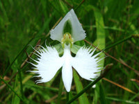 White Dove Orchid Japanese Radiata Rare Flower - for planting in home garden