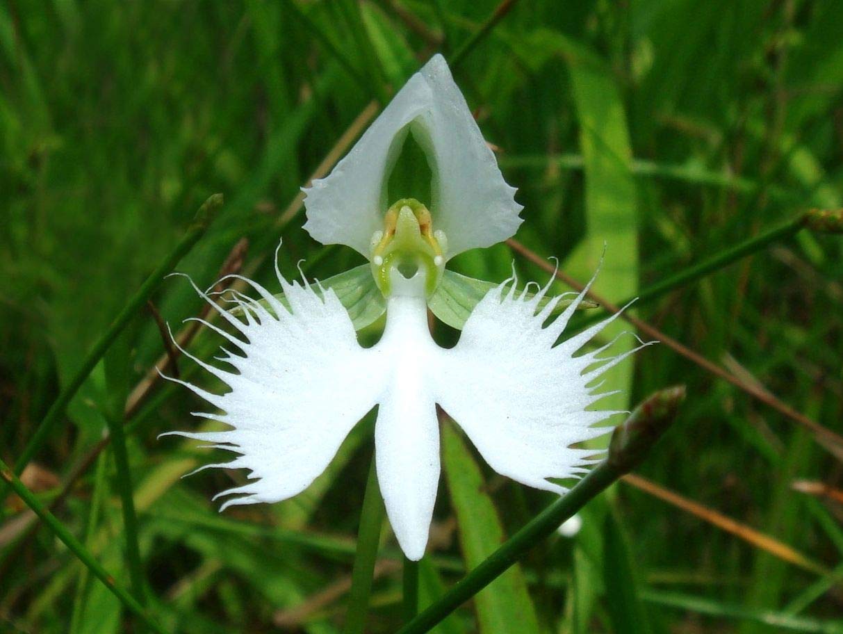 White Dove Orchid Japanese Radiata Rare Flower - for planting in home garden