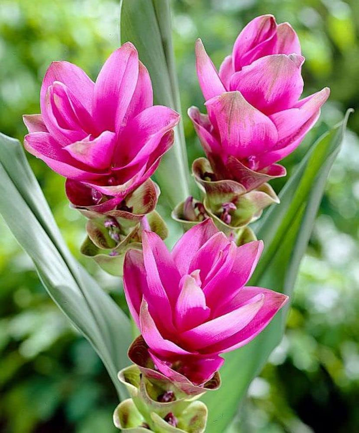 Heirloom Non-GMO Curcuma Alismatifolia Flower Seeds for Planting – Exotic Tropical Garden Blooms