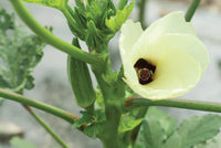 Clemson Spineless – Organic Okra Seed
