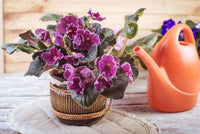 Purple African Violet Flower Seeds for Planting 100 pcs