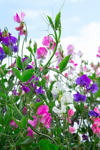 Sweetpea- Mammoth Choice Mix