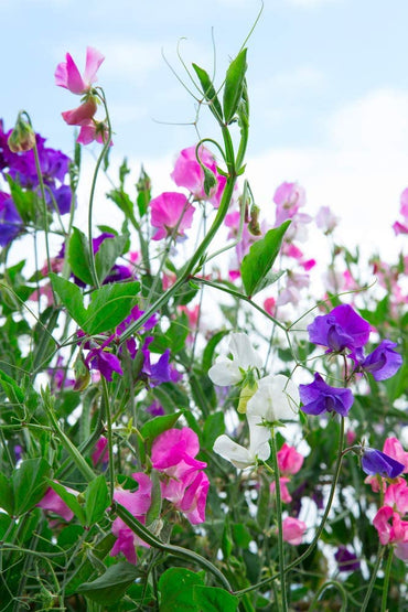 Sweetpea- Mammoth Choice Mix