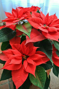 Poinsettia Flower Seeds for Planting ,Heirloom Seeds -100