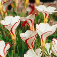 Oxalis Versicolor Flower Seeds – Heirloom, Non-GMO Seeds for Planting Striking Garden Blooms