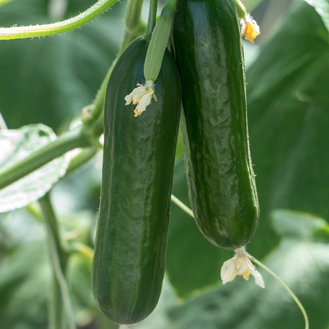 Socrates – Organic Cucumber Seed