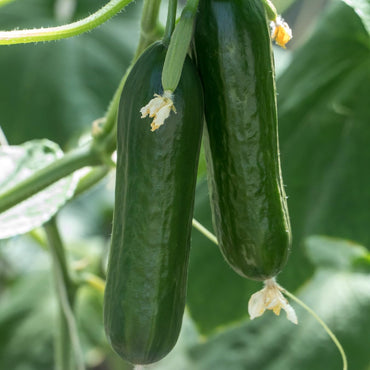 Socrates – Organic Cucumber Seed