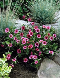 Pink Miss Willmott Flower Seeds for Planting - 100 pcs