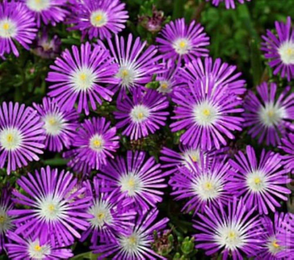 Stardust Ice Delosperma seeds – Mesembryanthemum floribunda for rock gardens