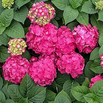 Heirloom Pink Hydrangea Flower Seeds, Non-GMO Vibrant Blooms for Planting