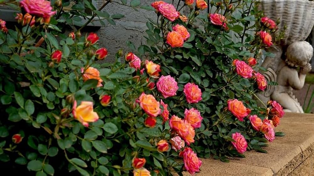 Miniature Rose Mixed Colors Flower Seeds for Home and Garden Planting