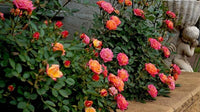 Miniature Rose Mixed Colors Flower Seeds for Home and Garden Planting