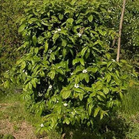 Brown Medlar or Mespilus germanica Fruit Seeds for Planting - Heirloom and GMO Free Seeds for your Home Garden